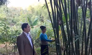 Người dân Quan Sơn giảm nghèo nhờ trồng cây vầu