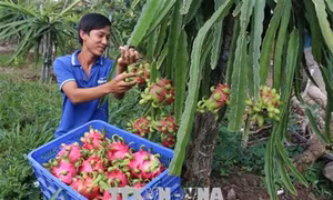 Chương trình mỗi xã một sản phẩm đưa thanh long ruột đỏ huyện Kon Rẫy vươn tầm