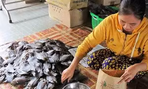Mặn mà cá bổi U Minh