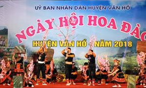 Sơn La tổ chức Ngày hội Hoa đào