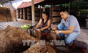 Thành phố Hồ Chí Minh: Khơi thông nguồn vốn cho hợp tác xã kiểu mới