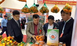Công bố nhãn hiệu tập thể "Quýt Nam Sơn - Tân Lạc"