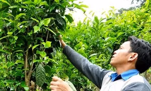 Xây dựng thương hiệu chè Trà Nham