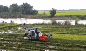 Lũ về sớm, hàng ngàn ha lúa ở Long An bị đe dọa