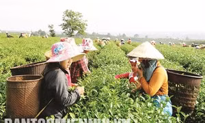 Bảo Lâm nâng giá trị cây chè