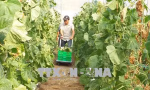 Trồng dưa lưới trong nhà màng an toàn mang lại hiệu quả kinh tế cao ở huyện Long Điền