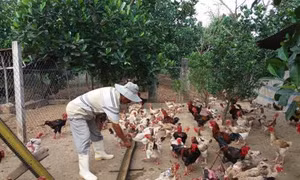 Phòng trị một số bệnh thường gặp ở ngan, vịt