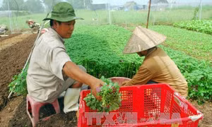 Nông nghiệp hữu cơ: Thực trạng và định hướng phát triển (Bài 1)