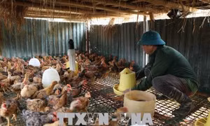 Ông Lò Văn Bóng làm giàu từ mô hình trang trại chăn nuôi kết hợp