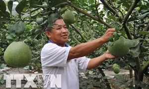 “Vua bưởi da xanh” ở Song Bình, Tiền Giang