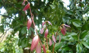 Cách trồng cây quế Thanh Hóa