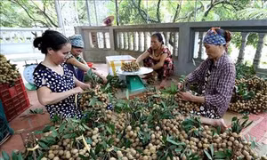 Nhãn lồng Hưng Yên vươn dài trải rộng thị trường