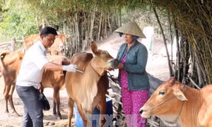 Long An tăng cường phòng chống dịch bệnh trên gia súc, gia cầm và thủy sản