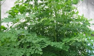 Kỹ thuật trồng chùm ngây