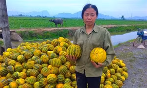 Giống dưa bở vàng thơm trồng thành công ở nhiều địa phương