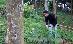Hiệu quả từ thay đổi phương thức sản xuất ở vùng cao Yên Bái