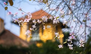 Hoa ban Tây Bắc nở giữa lòng Hà Nội
