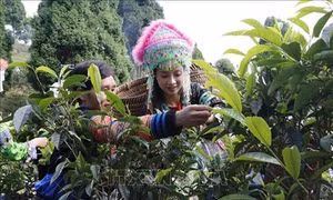 Độc đáo lễ cúng cây chè Tổ ở Suối Giàng