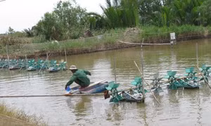 Phát triển kinh tế thủy sản trên vùng đất khó Tân Phú Đông