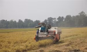 Nhân rộng những cánh đồng lớn