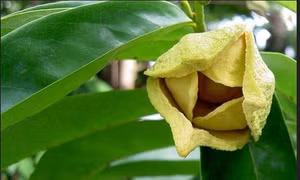 Xử lý mãng cầu ra hoa trái vụ