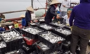 Ngư dân các tỉnh miền Trung được mùa cá trích, cá cơm