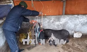 Người dân tỉnh Sơn La tích cực phòng, chống rét cho cây trồng, vật nuôi