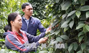 Trí thức trẻ người Dao xã Cư Suê sản xuất nông nghiệp bền vững