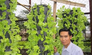Mô hình trồng rau vườn treo đảm bảo an toàn thực phẩm và bảo vệ môi trường