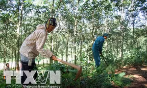 Đảm bảo quyền lợi cho người dân góp đất trồng cao su ở Lai Châu