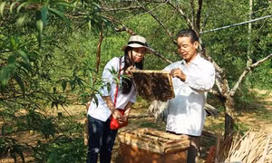 Nông dân Hà Tĩnh tiếp cận hình thức du lịch trải nghiệm Farmstay
