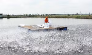 Trị bệnh cụt vây, cụt đuôi cá ba sa nuôi trong bè