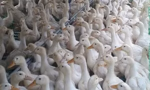 Các dòng vịt siêu thịt mới