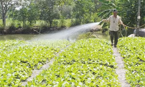 Long An đảm bảo an toàn thực phẩm trong lĩnh vực nông nghiệp