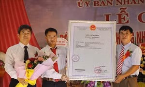 "Gạo Bạch Hà" của Yên Bái được cấp chứng nhận nhãn hiệu tập thể