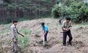 Diễn đàn các tổ chức xã hội với công tác giám sát quản trị rừng