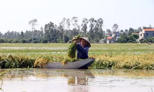 Hưng Yên chủ động ứng phó mưa lũ bảo vệ sản xuất nông nghiệp