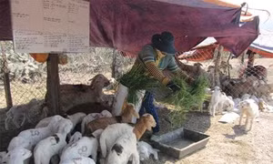 Chữa cảm nắng, cảm nóng cho gia súc