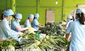 Rau an toàn Văn Đức - mô hình cần nhân rộng