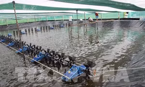 Bất cập trong quá trình nuôi tôm siêu thâm canh tại Cà Mau
