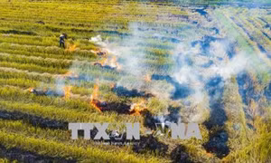 Vận động người dân cam kết không đốt rơm rạ tại đồng ruộng