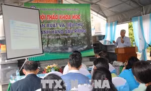 Tiền Giang tìm giải pháp đẩy mạnh sản xuất và tiêu thụ sầu riêng