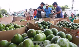 Anh Lê Sỹ Huế trồng bơ có hiệu quả kinh tế cao