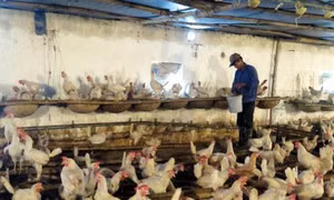 Để gà đẻ tốt trong mùa nóng