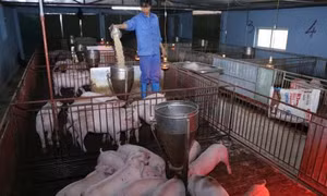 Kinh nghiệm chống nóng cho lợn