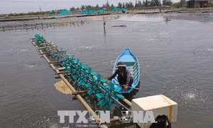 Một số nguyên tắc để giảm thiểu tai nạn do điện trong nuôi tôm