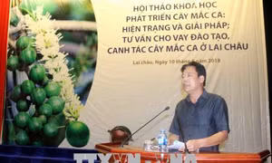 Tiềm năng phát triển cây mắc ca ở Lai Châu