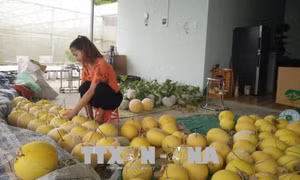 Anh Trương Vũ Hoàng thành công nhờ áp dụng công nghệ cao vào trồng dưa lưới