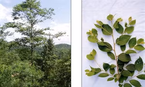 Kỹ thuật trồng Bồ đề