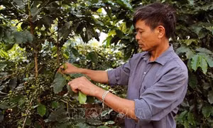 Ông Tòng Văn Nọi - Gương sáng tuổi cao làm kinh tế giỏi